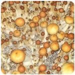 Псилоцибиновые (галлюциногенные) грибы в Менделеевске Psilocybin "Golden Teacher" Псилоцибиновые (галлюциногенные) грибы в Менделеевске Psilocybin "Golden Teacher"