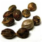 Семена марихуаны АК-47 (Seeds AK-47) в Менделеевске Семена марихуаны АК-47 (Seeds AK-47) в Менделеевске